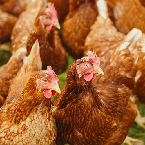 For-Poultry